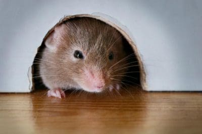 RodentControl-DVP4934224_P_Mouse-peeking-out-of-mouseDVP4934224.jpg
