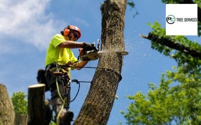 Points To Consider When Selecting A Tree Removal Service.jpg