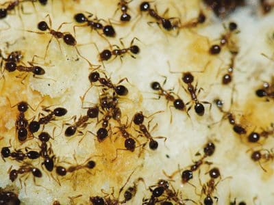 Ants Pest Control.jpg
