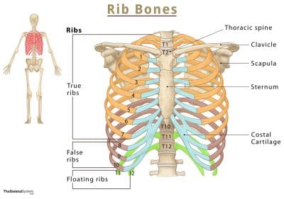 Ribs-Bones-Labeled-Diagram.jpg
