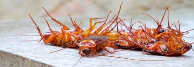 Cockroach Extermination Perth.jpg