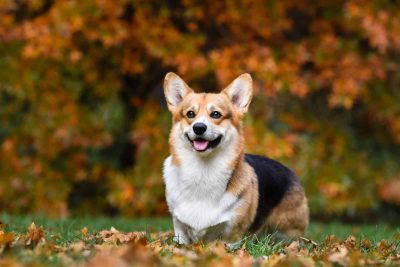 Top-6-Corgi-Breeders-In-New-York-Best-Choices-In-The-Empire-State.jpg