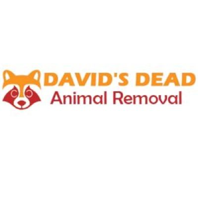Dead Possum Removal Hobart (1).jpg