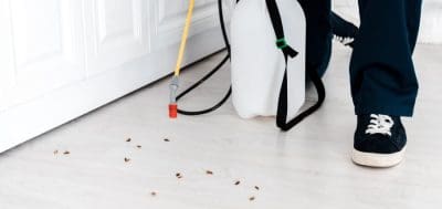Why-Should-You-Choose-a-Professional-Pest-Control-Company-for-Getting-Rid-of-Termites.jpg