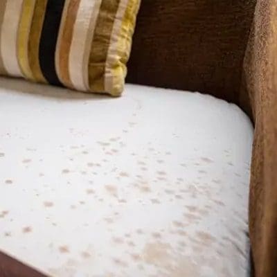 fabric-couch-mould-removal-1.jpg