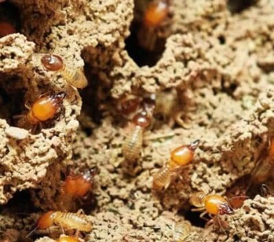 best-termite-control-in-adelaide.jpg