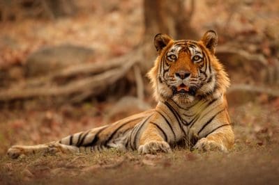 amazing-bengal-tiger-nature.jpg