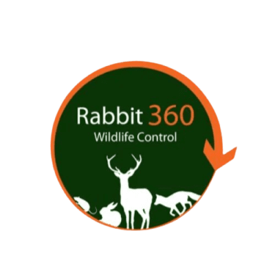 Rabbit_360_Wildlife_-removebg-preview.png