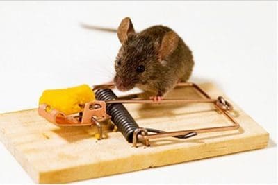 rodents-control-500x500.jpg