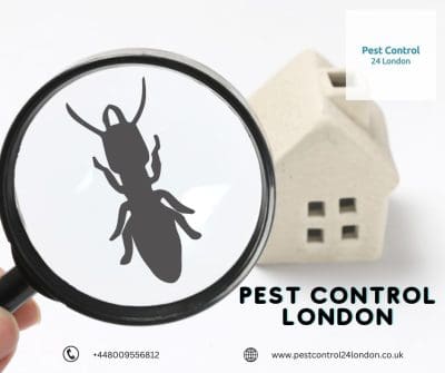 Pest Control London.jpg