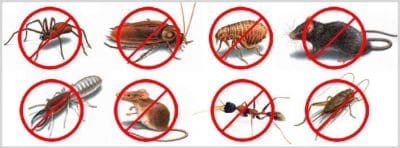 Pest-Control-Website-Design.jpg