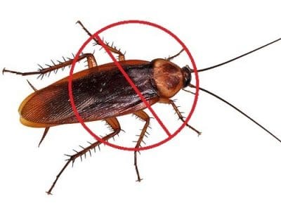 cockroach-pest-control.jpg