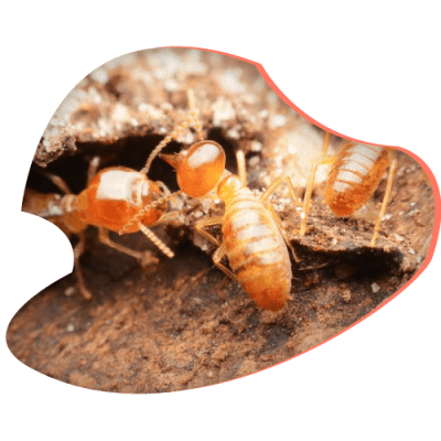 termite-pest-control.png