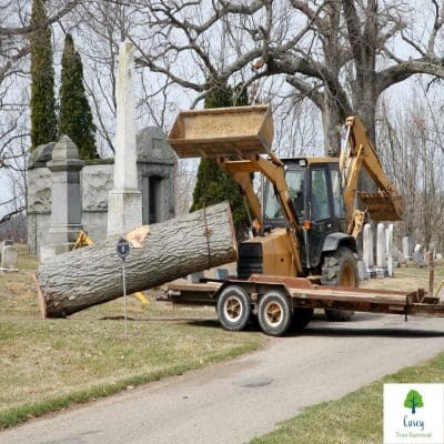 All Tree Cutting and Other Services in Melbourne.jpg