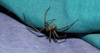 spider-exterminator.jpg
