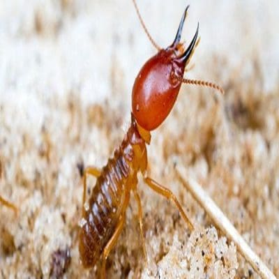 termite-control-1.jpg