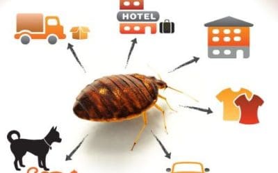Where-are-bedbugs-514x321.jpg