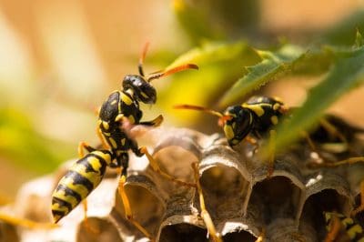wasp-insect-nest-nature.jpg