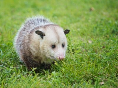 virginia-opossum-foraging-for-food-400x300.jpg