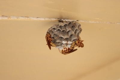 Wasp Control Brisbane