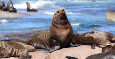 Cape Fur Seals.jpg