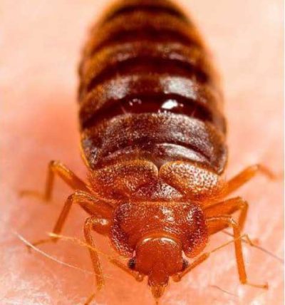 Bed-Bugs-Control-Canberra.jpg