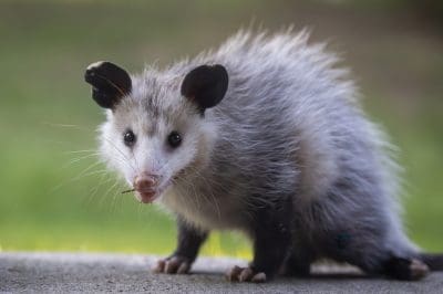 Opossum-Removal-Richmond-Virginia.jpg