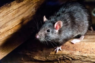 Cairns-Rodent-black-rat-in-home-scaled.jpg
