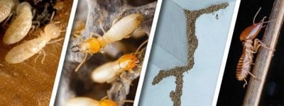 Termite-Control-Adelaide.jpg