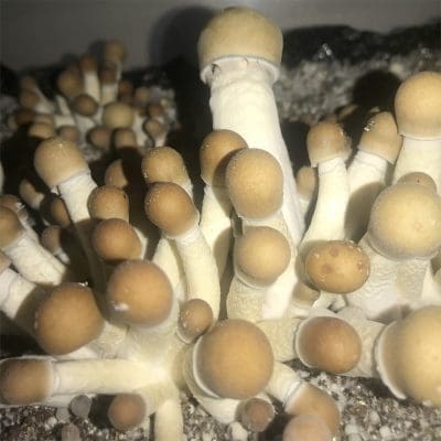 penis-envy-mushroom2.jpg