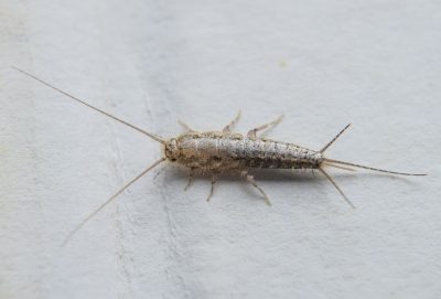 insect-feeding-on-paper-silverfish-royalty-free-image-869537974-1532554745.jpg