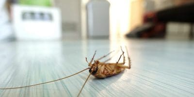 Pest-Control-Solutions-and-Services_Roaches-1200x600.jpg