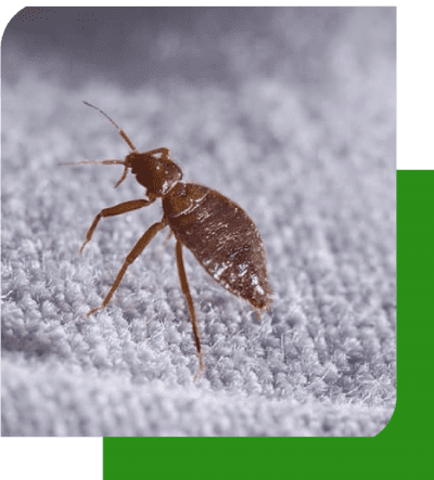 Professional-Bed-Bugs-Control-Adelaide.png