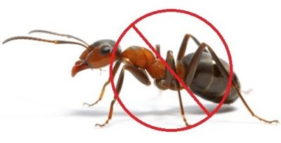 ants-pest-control-500x500.jpg